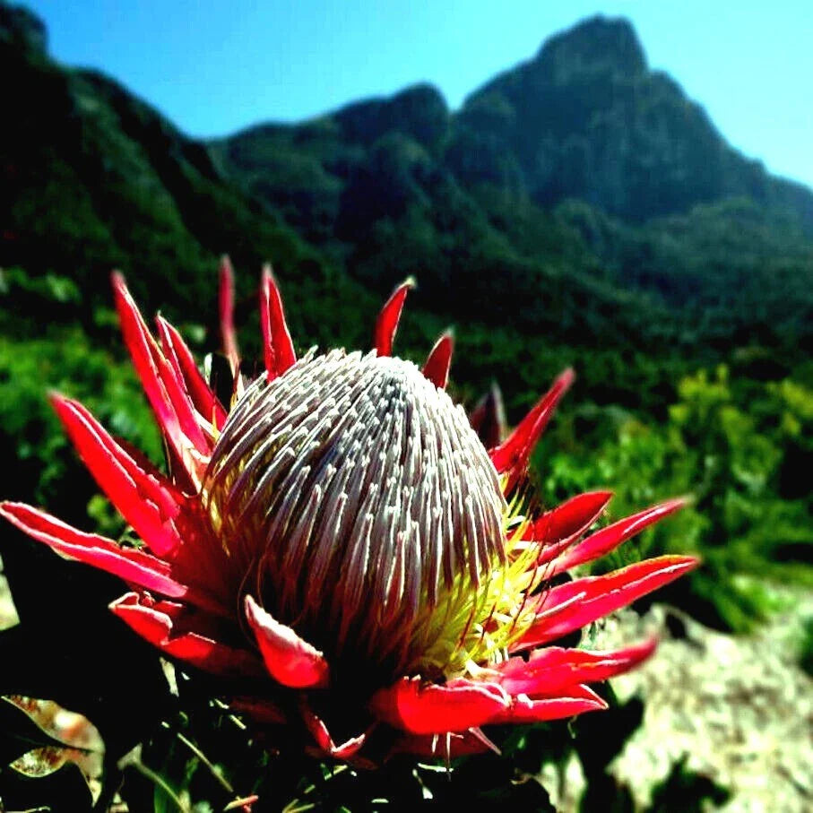 King Protea Seeds - 5 Pack - Giant 12" Flowers - Rare Exotic Plant - Protea cynaroides
