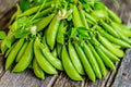 Sugar Daddy Snow Pea Seeds - 50 Count - Sweet Variety for Garden Planting (Pisum sativum var. macrocarpon)