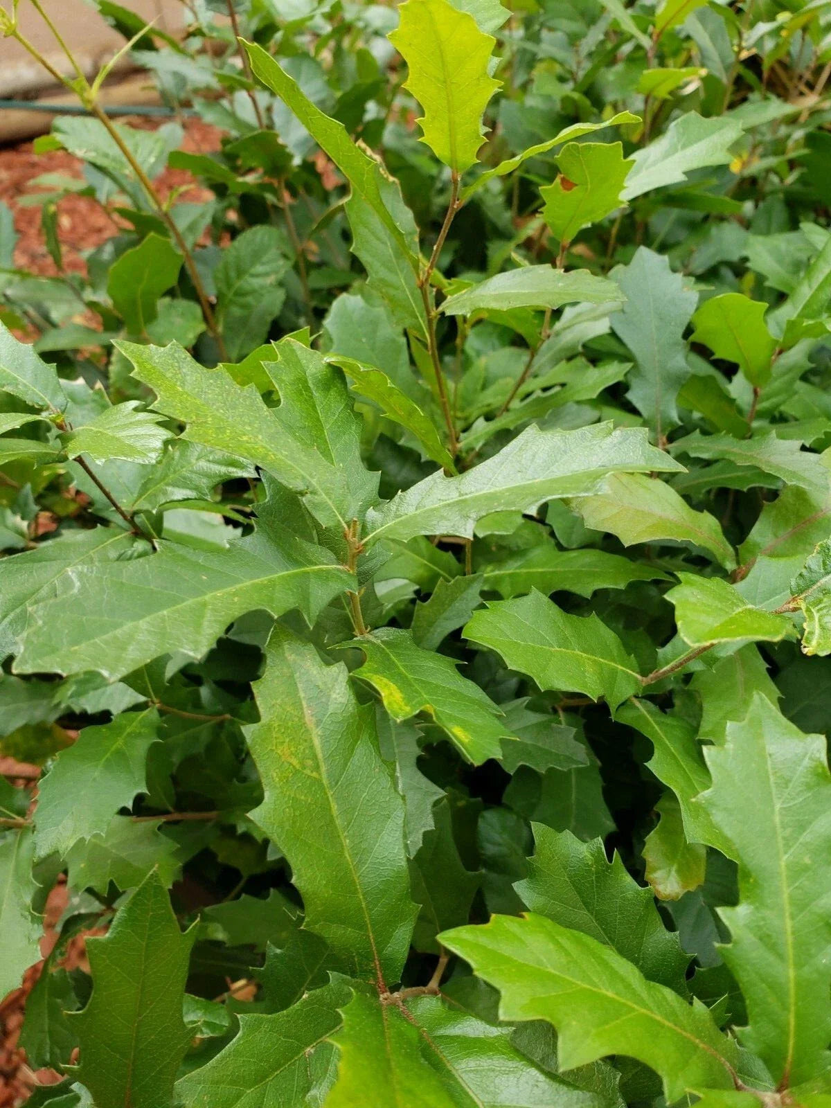 Live Quercus Ilex Mediterranean Holly Oak Seedlings - 13+ Inch Saplings, Hardy Evergreen Trees for Landscaping