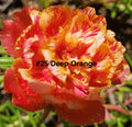 Moss Rose Cuttings, 10 Unrooted, Deep Orange, Portulaca Grandiflora - Vibrant Succulent Plants for Garden or Container