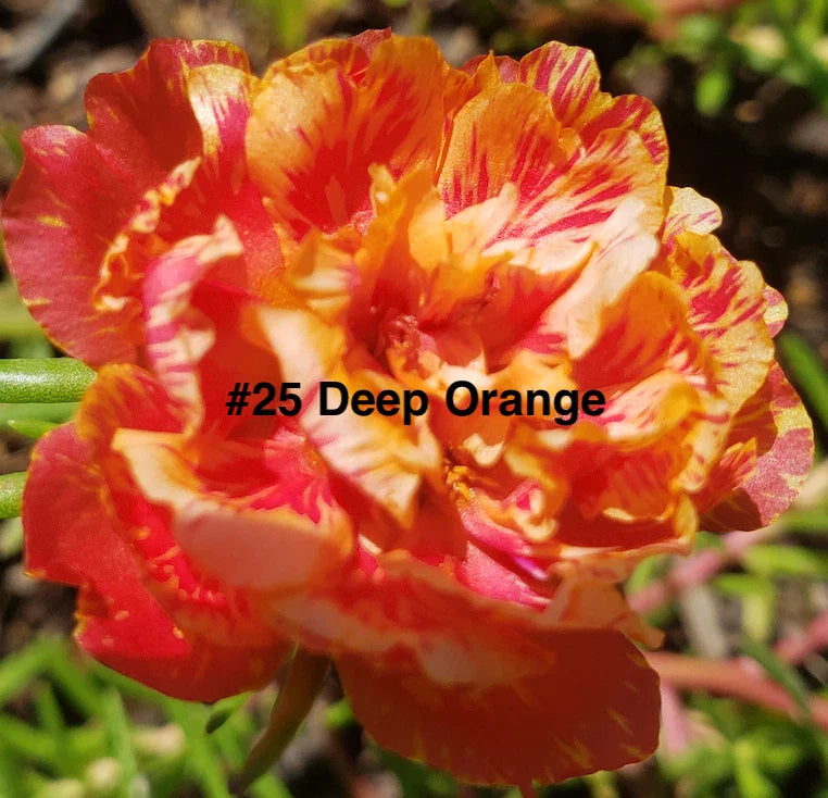 Moss Rose Cuttings, 10 Unrooted, Deep Orange, Portulaca Grandiflora - Vibrant Succulent Plants for Garden or Container