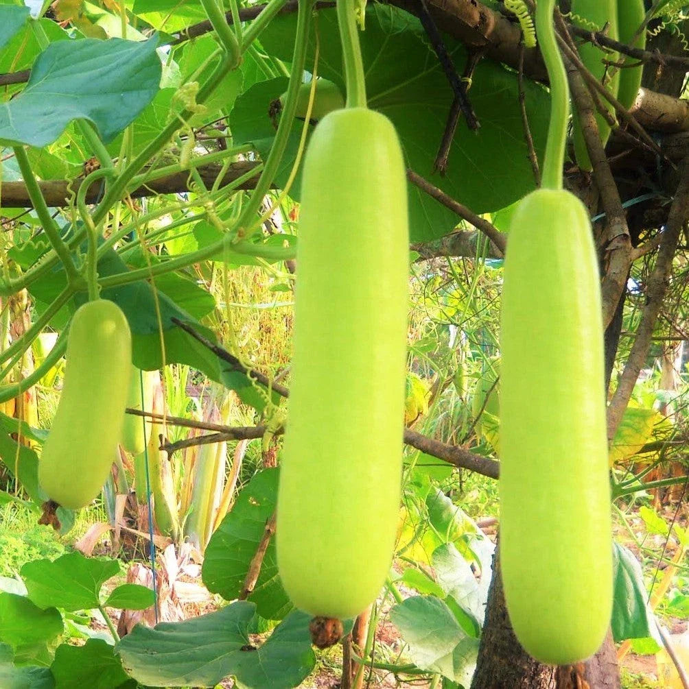 Calabash Bottle Gourd Seeds - Lauki Dudhi Long Melon - Ideal for 2025 Planting - Lagenaria siceraria