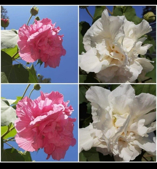 Confederate Cotton Rose Cuttings (4) - Color Changing Flowers, Hibiscus mutabilis