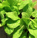 Viroflay Spinach Seeds 100+ Non-GMO Seeds - Spinacia oleracea - Buy 4 Get Free Shipping
