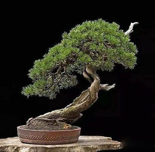 Bonsai Tree Seeds - 30 Japanese Black Pine Seeds - Pinus thunbergii - Perfect for Home Gardening and Bonsai Cultivation