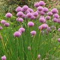 Common Chives Herb Seed Pack - 500+ Fresh Seeds (Allium schoenoprasum)