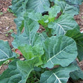 Georgia Collard Seeds - 2000 Non-GMO Heirloom Seeds - Brassica oleracea - Free Shipping
