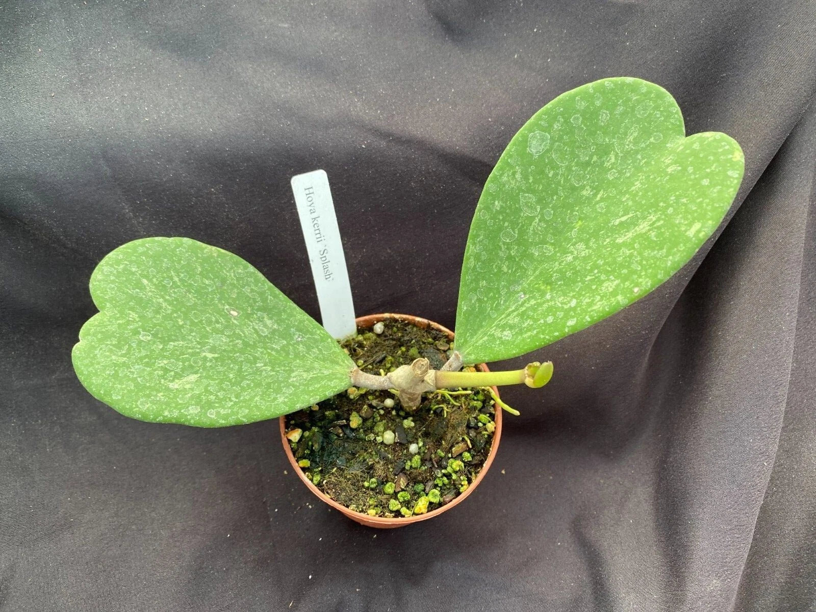 Hoya Kerrii 'Splash' Rooted Plant 3" Pot Sweetheart Hoya