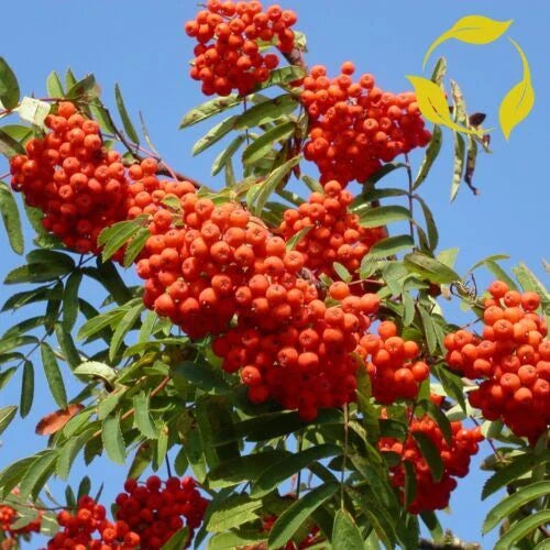 Rowan Tree Seeds - European Mountain Ash - Fast Fall Color - Sorbus aucuparia