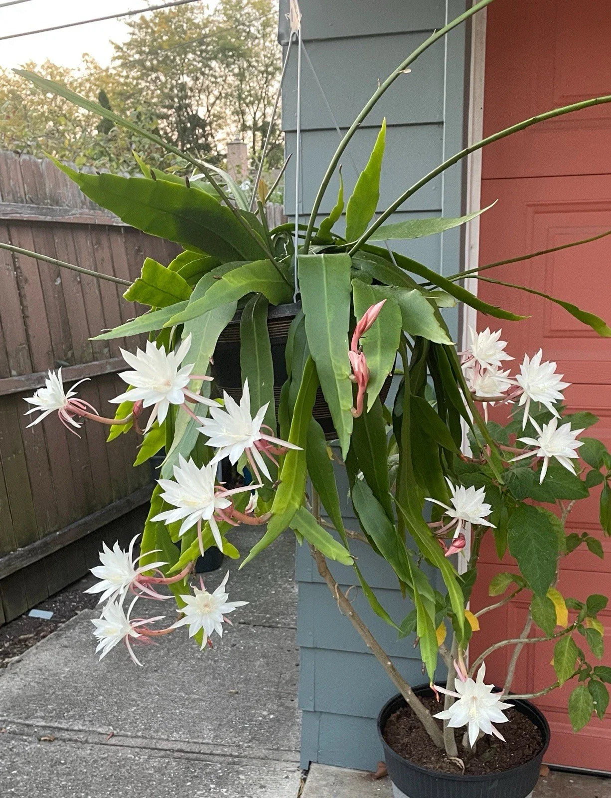 Queen of the Night Cactus Plant - White Flowers, Fragrant Blooms - Selenicereus grandiflorus