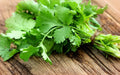 Cilantro Herb Seeds - 10 Fresh Seeds - Coriandrum sativum - Free USA Shipping