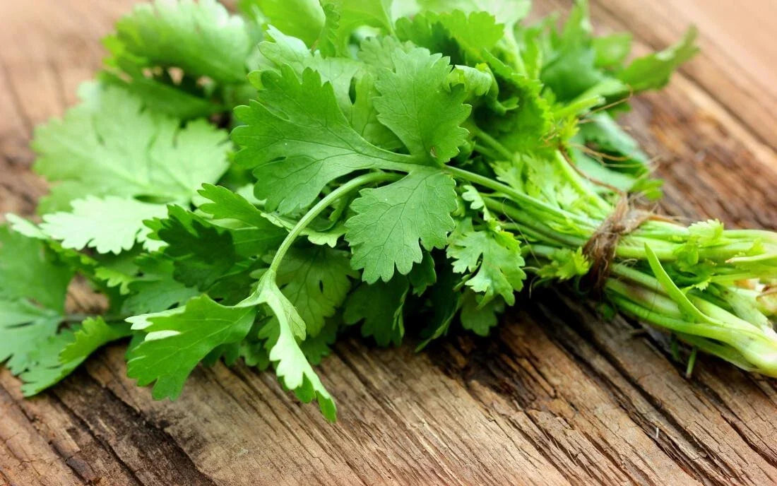 Cilantro Herb Seeds - 10 Fresh Seeds - Coriandrum sativum - Free USA Shipping