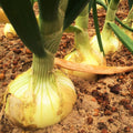 Vidalia Onion Seeds - Yellow Granex Variety - Noonday Sweet - Perfect for 2025 Planting - Allium cepa