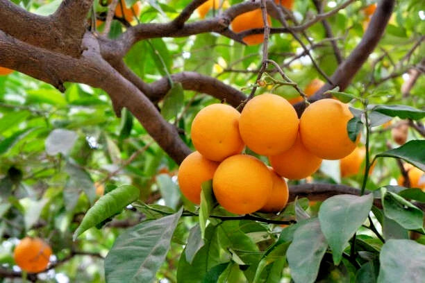 California Navel Orange Tree Cuttings 6-8 inches for Rooting/Grafting Citrus sinensis