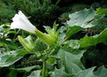 Datura Thorn Apple Seeds - 50 Jimsonweed Seeds - Datura stramonium - Medicinal & Ornamental Plant Seeds