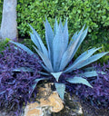 Live Blue Agave Cactus Plant 5-8" Tall, Fully Rooted, Agave Americana, Large Green Succulent