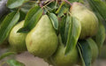 Packham's Triumph Pear Seeds - 25 Pack for Garden Planting - Pyrus communis - USA