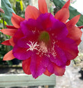 Epiphyllum Hybrid Starter Pot - 'Appeal' Fully-Rooted Succulent Plant - Exotic Cactus - Perfect for Indoor Gardens