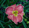 Daylily Plant - Perennial Flowering Variety - Hemerocallis '21.201' - Vibrant Blooms for Garden Landscaping