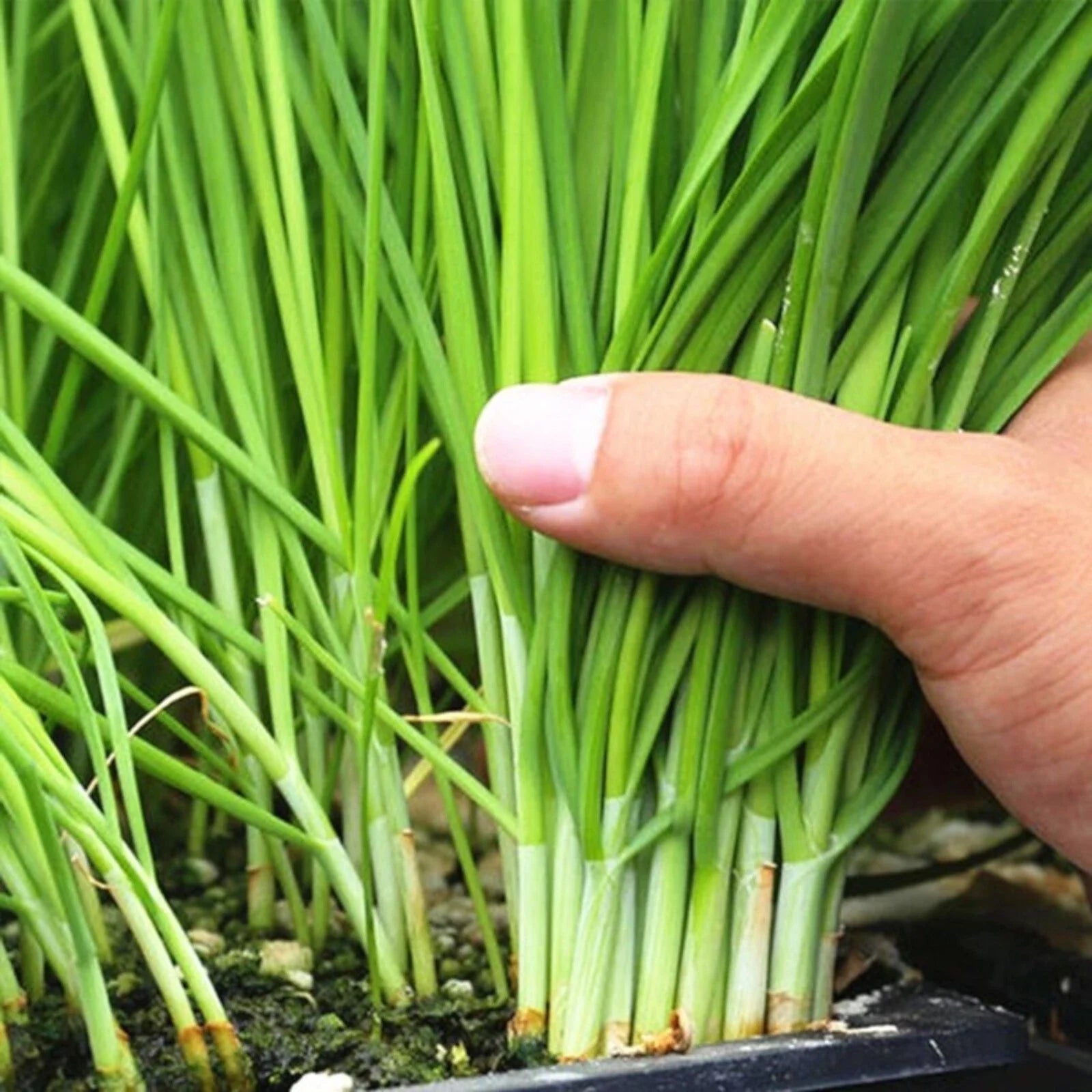Garlic Chive Seeds - 500 Heirloom Non-GMO Chinese Chives for Planting - Allium tuberosum
