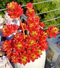 Rare Sedum Rubrotinctum Jelly Bean Succulent Cutting | Unrooted Live Plant | Healthy Houseplant