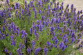 Hyssop Seeds - Fresh Perennial Herb Seed for Planting - Hyssopus officinalis