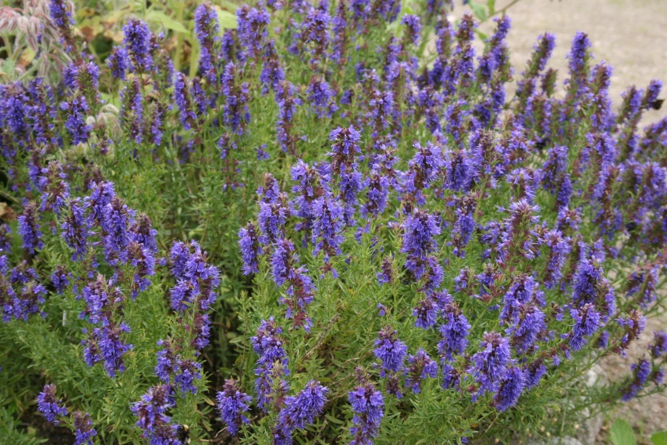 Hyssop Seeds - Fresh Perennial Herb Seed for Planting - Hyssopus officinalis