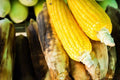 Sweet Corn Seeds for Planting - Bantam Gold Variety - Roastin Ears - Zea mays