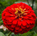 Zinnia Seeds - 200+ Cherry Queen Red Annual Flower Seeds - Ideal for Butterfly Gardens - Zinnia elegans