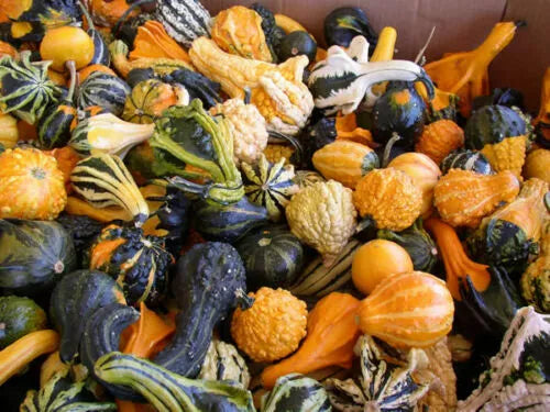 Gourd Seeds Mix, Large & Small, Ornamental, NON-GMO, Cucurbita spp.