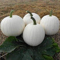 Casper White Pumpkin Seeds - 20 Non-GMO Rare Seeds - Fresh - Cucurbita pepo