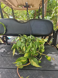 Large Pothos Plant 8" Hanging Pot Brasil Variegated Epipremnum aureum Hederaceum Cordatum