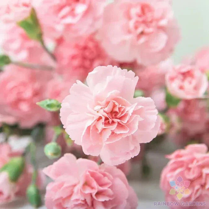 La France Carnation Seeds - 200+ Pack for Garden Planting - Dianthus caryophyllus - USA Grown, Free Shipping