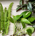 Plant Cutting Variety Pack - 15 Rooted Cuttings - Indoor Plants - Assorted Varieties for Home Gardening