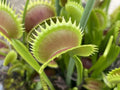 Venus Flytrap Seeds, 100 Seeds/Pk, Dionaea muscipula, June-July 2025 Collected, Carnivorous Plant Seeds