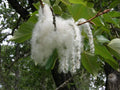 Cottonwood Tree Cuttings - 2 Pack - Fast Growing Shade Trees - Populus deltoides