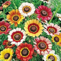 Painted Daisy Flower Seeds - 100 Count - Chrysanthemum Variety - Tanacetum corymbosum