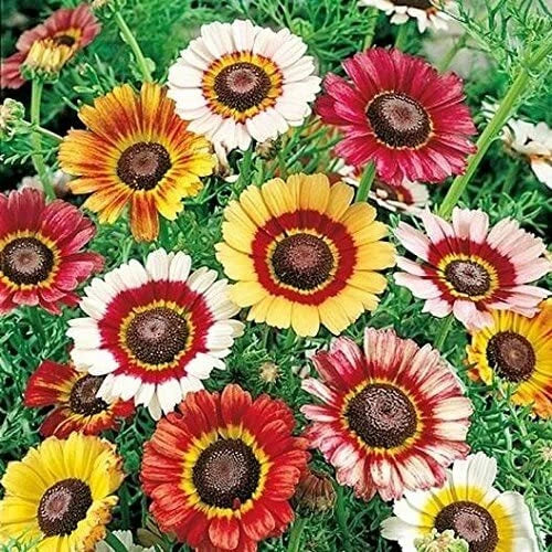 Painted Daisy Flower Seeds - 100 Count - Chrysanthemum Variety - Tanacetum corymbosum