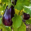 Florida Market Eggplant Seeds - 100+ Heirloom NON-GMO High Bush Variety - Solanum melongena