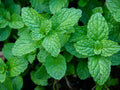 Peppermint Seeds - 100+ Heirloom Seeds for Herb Garden - Mentha piperita - USA Grown