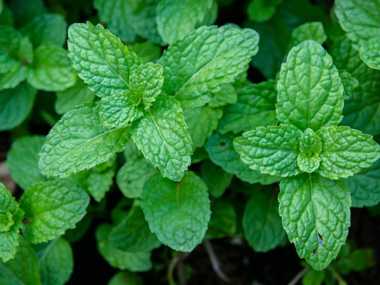 Peppermint Seeds - 100+ Heirloom Seeds for Herb Garden - Mentha piperita - USA Grown