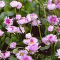English Daisy Flower Seeds - 200 Fresh Seeds, Bellis Perennis, Free USA Shipping