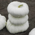 White Flat Stacker Pumpkin Seeds for Planting - 10 Seeds - Cucurbita pepo