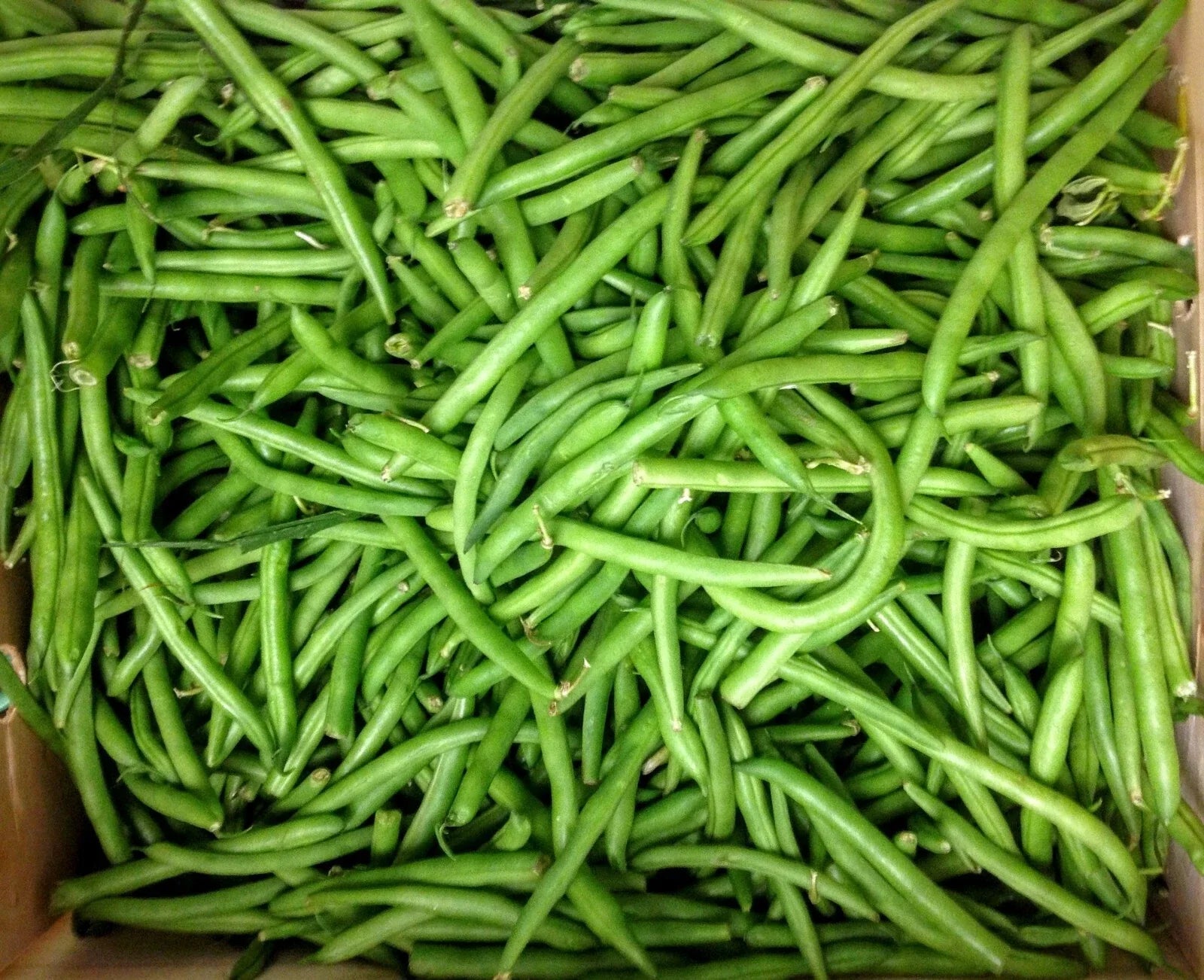 Tendergreen Green Bean Seeds - Fresh Seeds for Planting - Phaseolus vulgaris - FREE Shipping