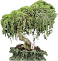 Australian Willow Bonsai Tree Fresh Cutting - Thick Trunks, Fast Growing - Salix mucronata
