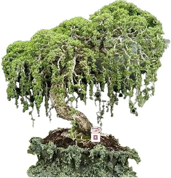 Australian Willow Bonsai Tree Fresh Cutting - Thick Trunks, Fast Growing - Salix mucronata