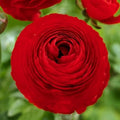 Red Ranunculus Bulbs for Planting - 10 Bulbs - Flowering Bulbs - Ranunculus asiaticus