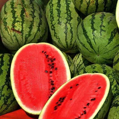 Jubilee Improved Watermelon Seeds | Heirloom Non-GMO | 1040 Variety | Organic Vegetable Seeds