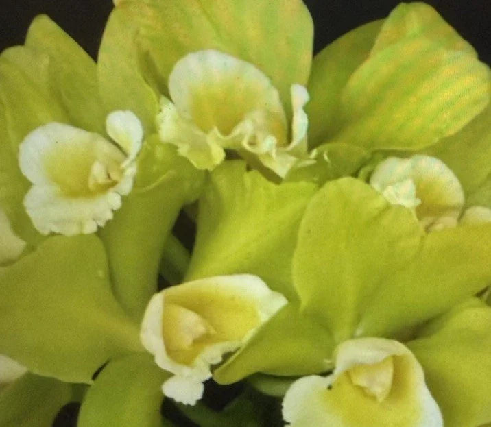 Orchid Plant Seedling Blc Hawaiian Passion Carmela 2-Inch Pot - Perfect for Home Decor and Gardening Enthusiasts