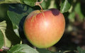 Spigold Apple Seeds - 25+ Count - Heirloom Variety - Malus domestica - USA Grown